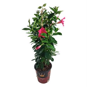 Bild von Kp19 Sundaville Piramide Pink